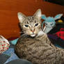 .:Curious Little Pepper:.