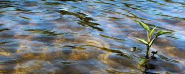 .:Alone In The Ripples:.