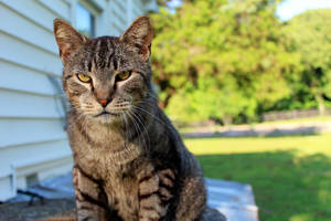 ~.:Samuel L. Jaguar:.~