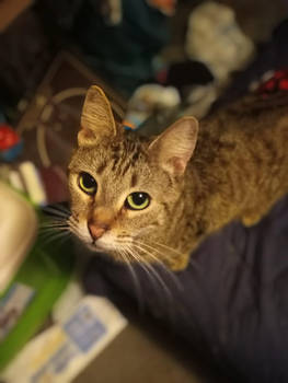 ~.:Rest In Peace, Sweet Ellie-El:.~