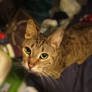 ~.:Rest In Peace, Sweet Ellie-El:.~