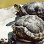 Group of Turtles
