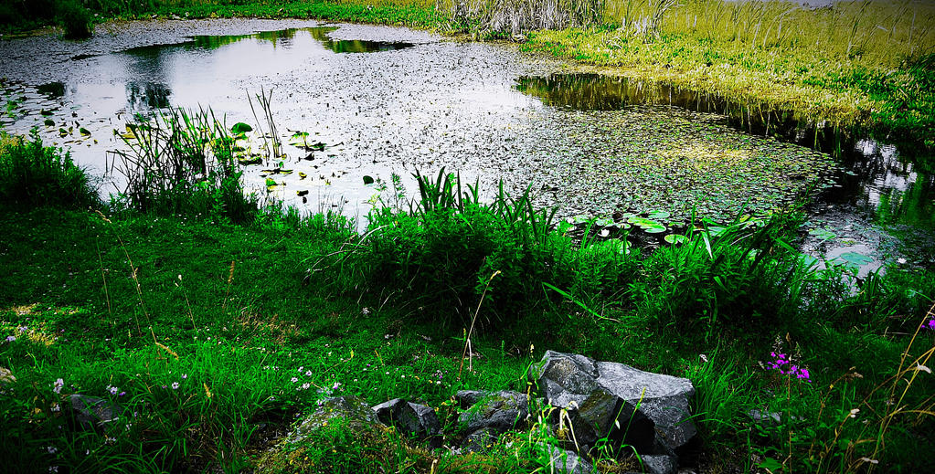 Pond by Clarctic