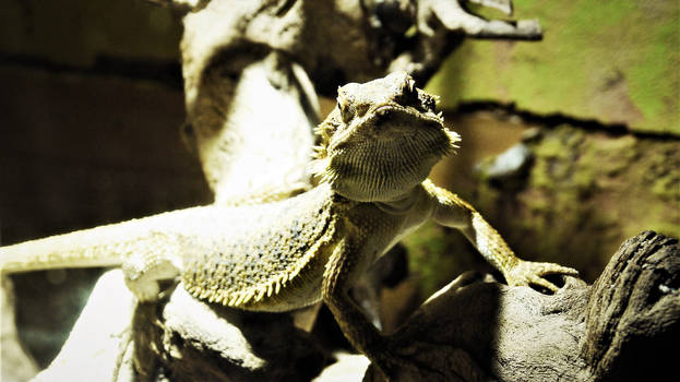 Bearded dragon