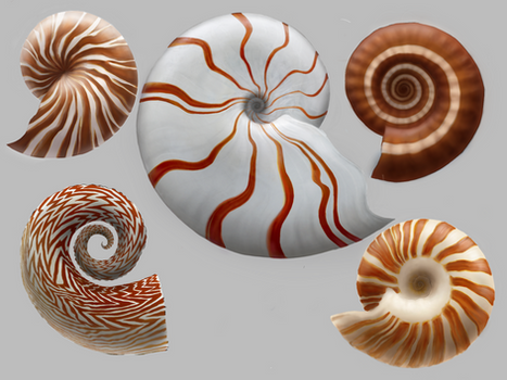 Ammonite and Nautiloid shell color 1