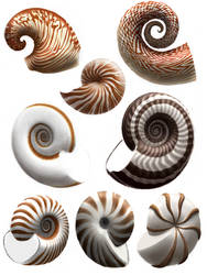 Ammonite and Nautiloid shell color