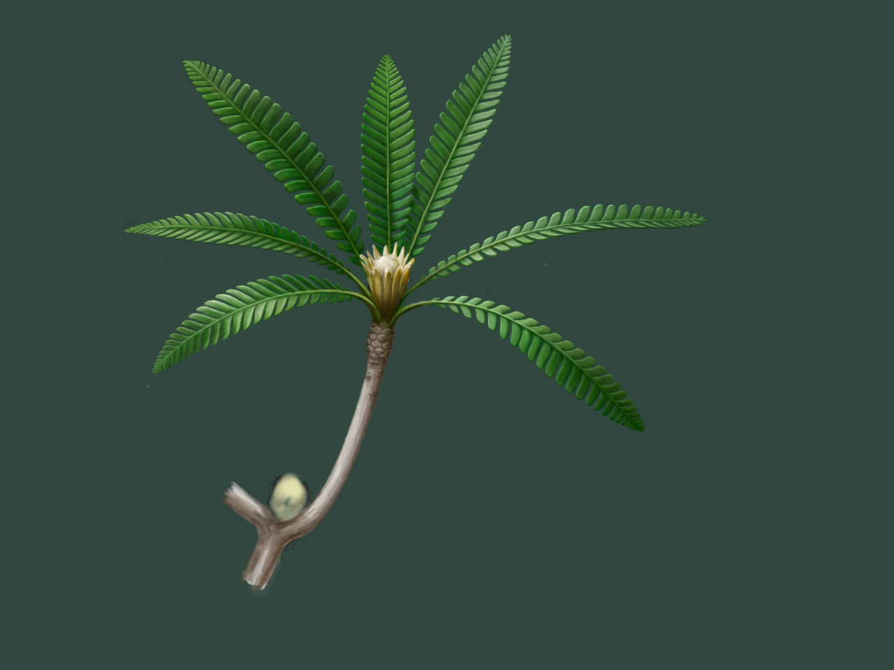 Ptilophyllum by dolevfab on DeviantArt