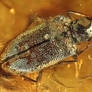 Coleoptera - Burmese amber