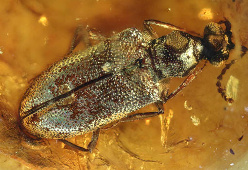 Coleoptera - Burmese amber