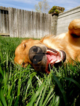 Happy Doggie