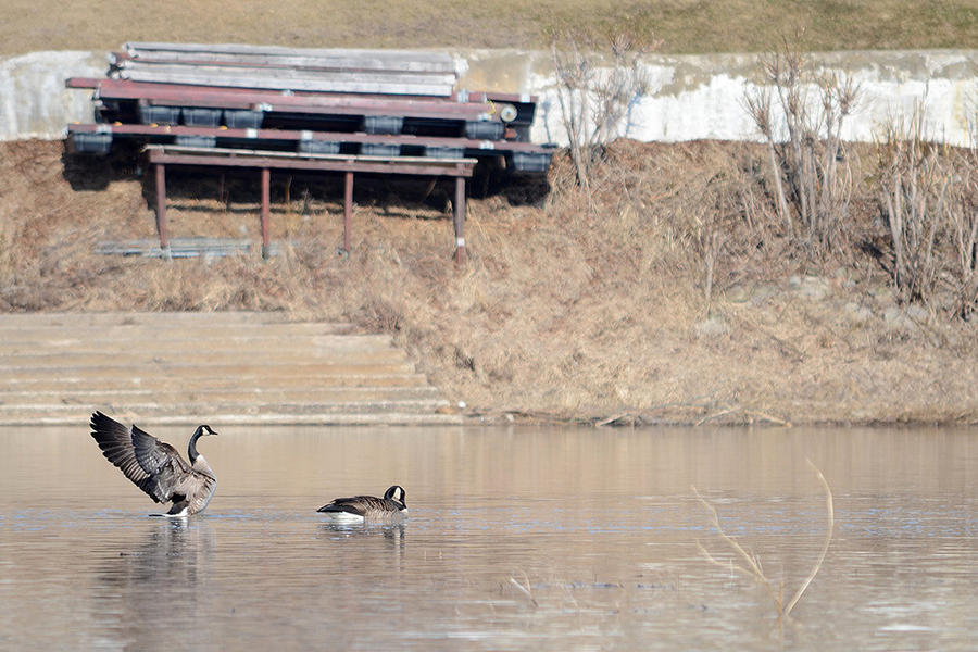 Canada geese