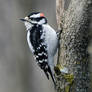 Fluffy Downy Woodpecker (male)