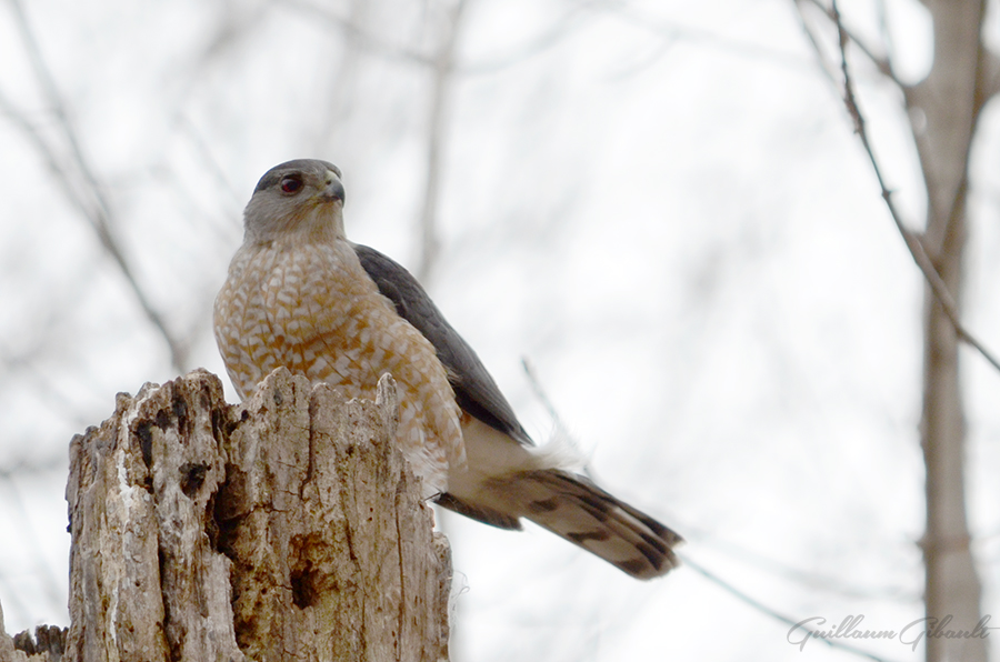 Cooper's Hawk