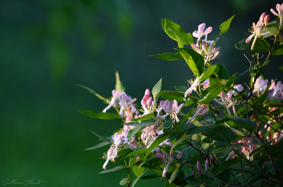 Tree's pink flowers