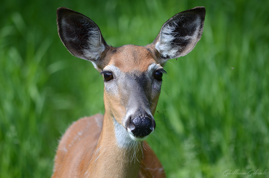 Virginia Deer (female)