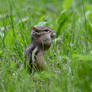 Eastern chipmunk