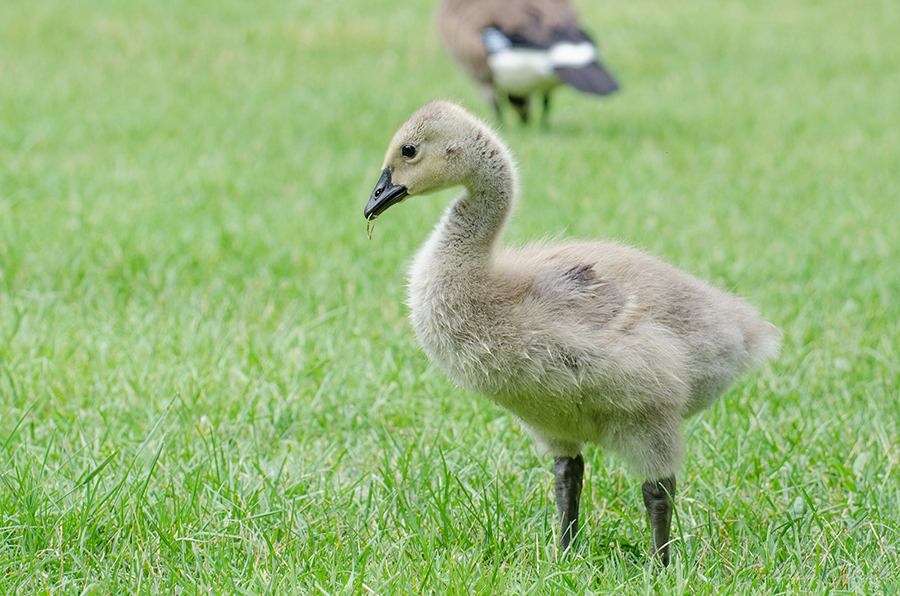 Baby Canada Goose