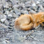 Young red fox