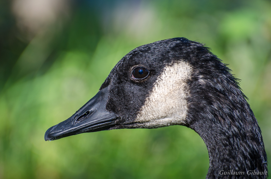 Canada Goose (portrait)