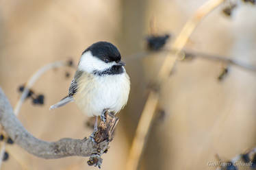 Chickadee