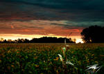 Indiana Sunrise by Murphoto