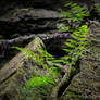 Ferns