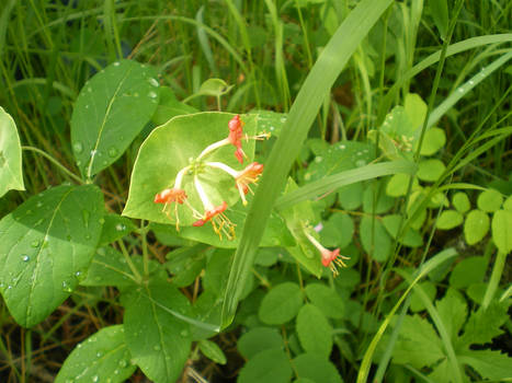 Wild Flower Orange