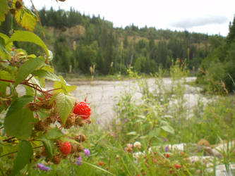 Wild Rasberrys