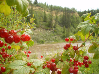 Wild Cranberries