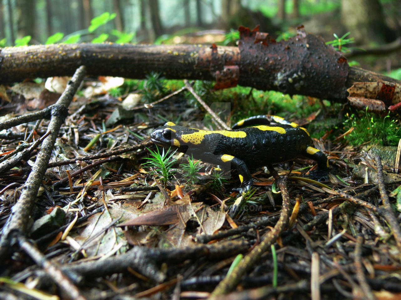 Fire salamander