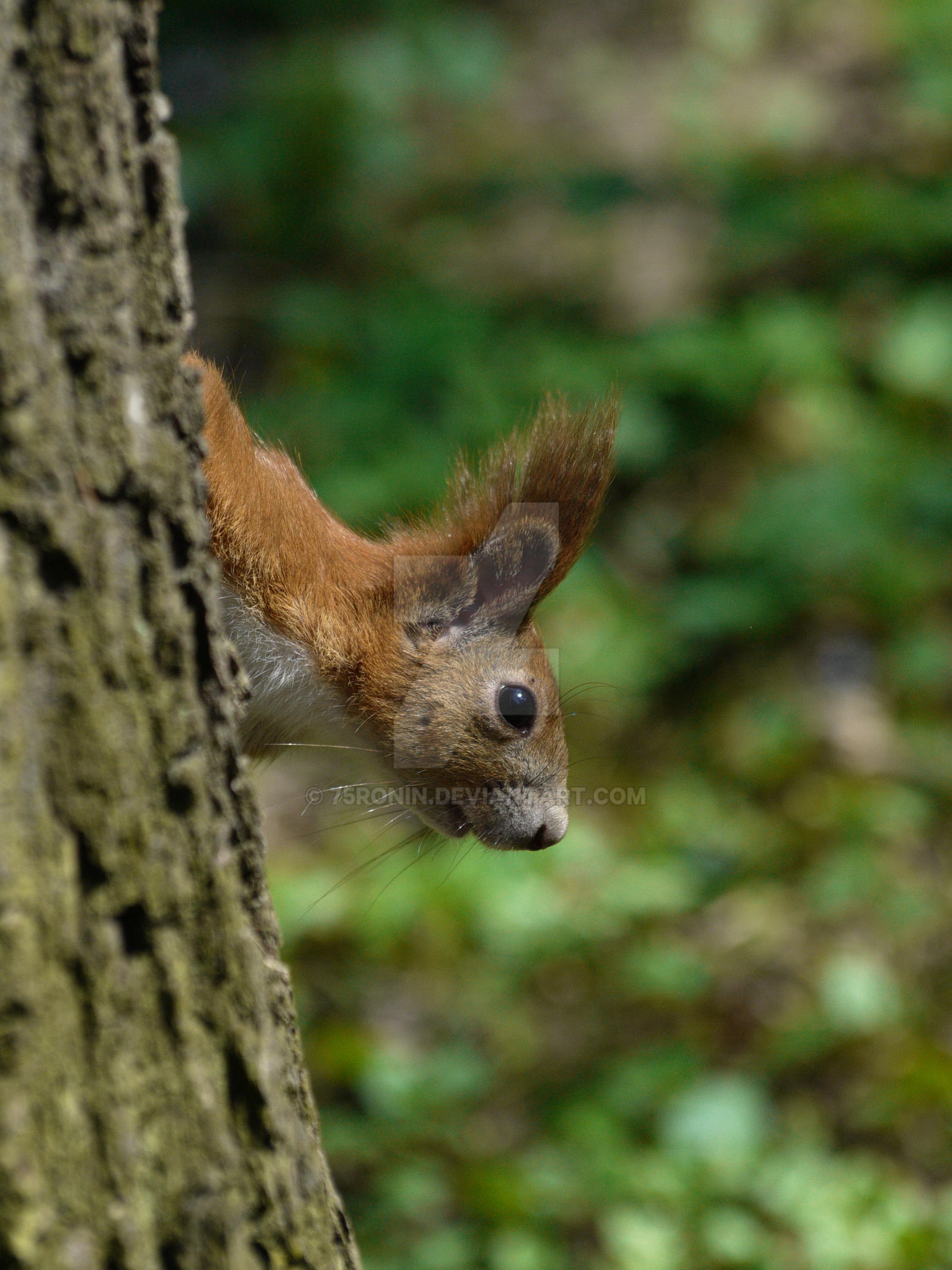 Red squirrel