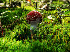 Fly amanita