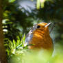 European robin