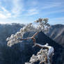 Relict pine on the top of Sokolica