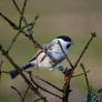 Marsh tit