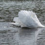 Mute swan