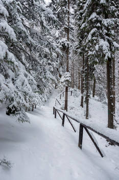 Natural forest educational path leading...