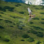 Common kestrel