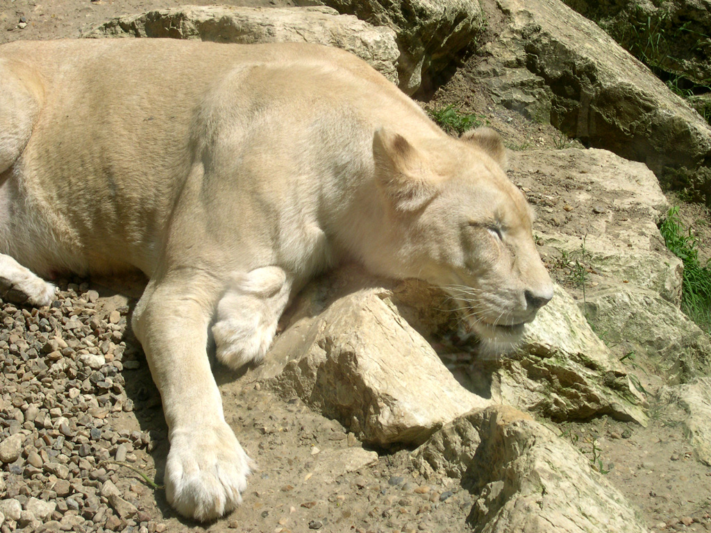 White-Lion