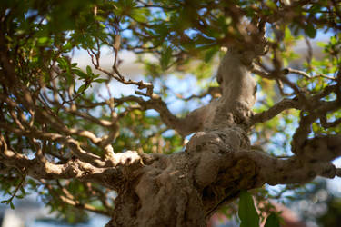 Bonzai-detail