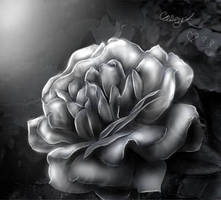 Dark Rose