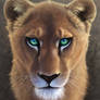 lioness