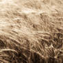 Wheat field 2