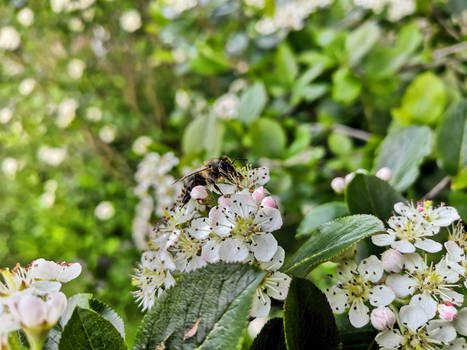 Bee and Chokeberry