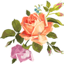 VECTOR ROSE PNG
