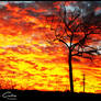 Red tree Sunset