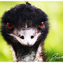 Emu Attitude