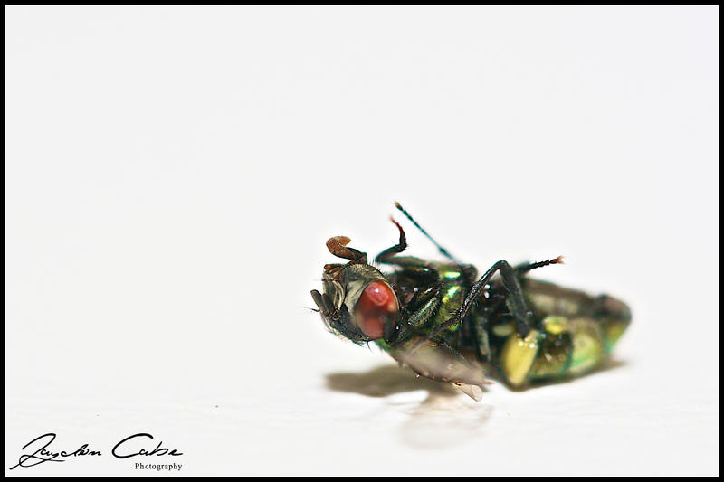 Man Vs Fly by jaydoncabe on DeviantArt