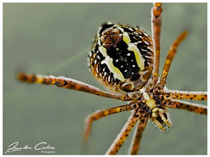 Spider Spinning a Web HDR