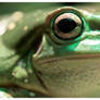 Green Tree Frog
